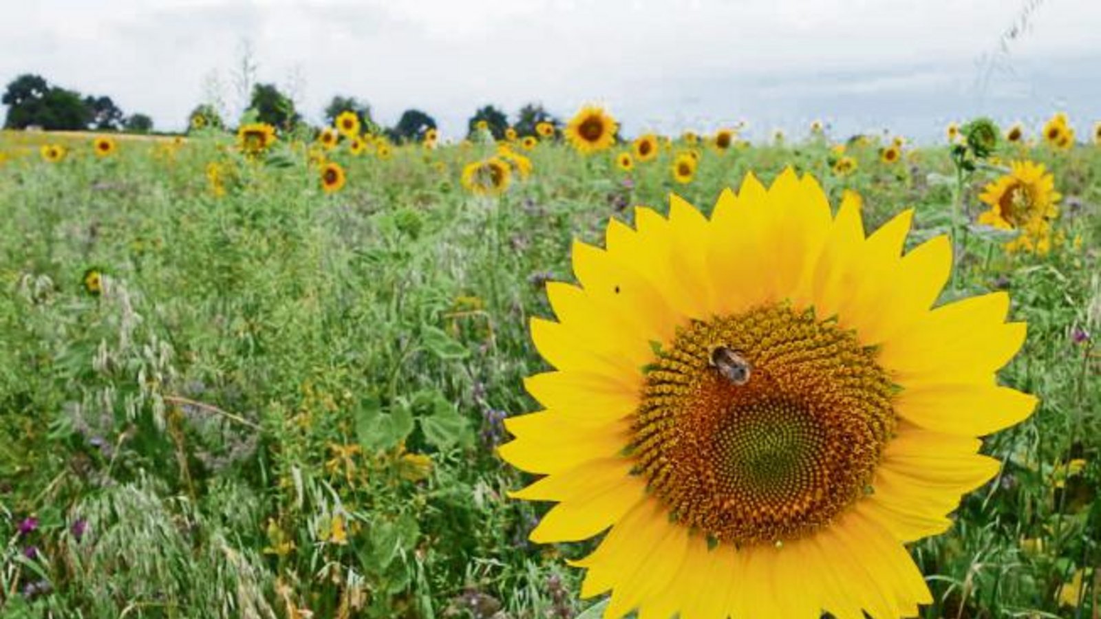 Hier verbreiten Sonnenblumen gute Laune auf einem Auricher Acker.  Foto: Rücker