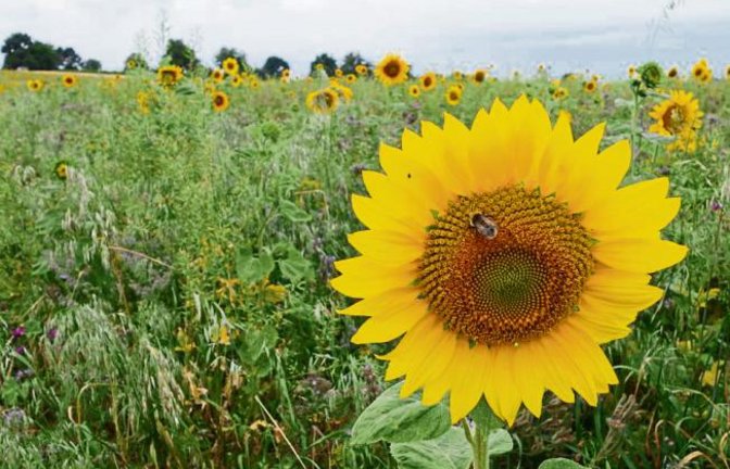 Hier verbreiten Sonnenblumen gute Laune auf einem Auricher Acker.  Foto: Rücker