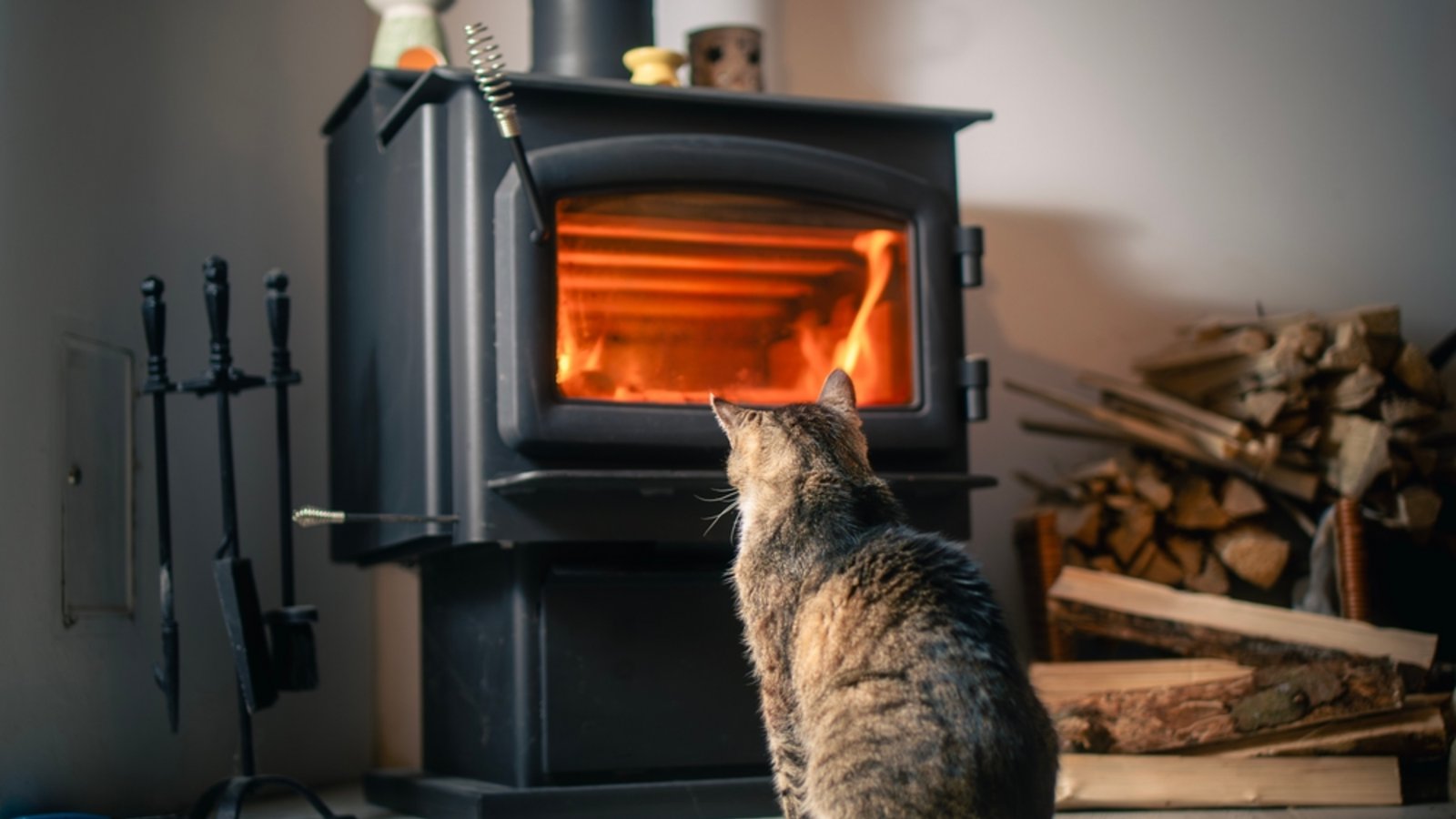 Ein generelles Verbot kommt nicht.Foto: Jaromir Chalabala / shutterstock.com
