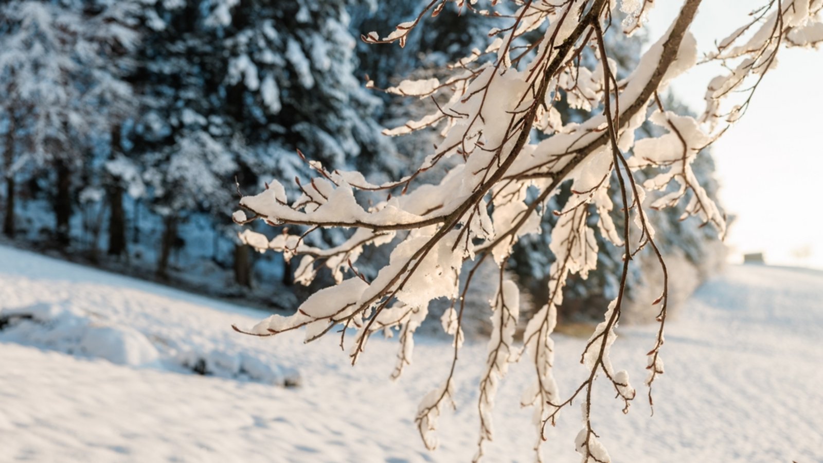 Erfahren Sie, wann das Wetter in Deutschland wieder besser wird. Aktuelle Vorhersagen für die nächsten Tage: Glätte, milde Temperaturen und erste Sonnenstrahlen.Foto: schame / schutterstock.com Erfahren Sie, wann das Wetter in Deutschland wieder besser wird. Aktuelle Vorhersagen für die nächsten Tage: Glätte, milde Temperaturen und erste Sonnenstrahlen.Foto: schame / schutterstock.com