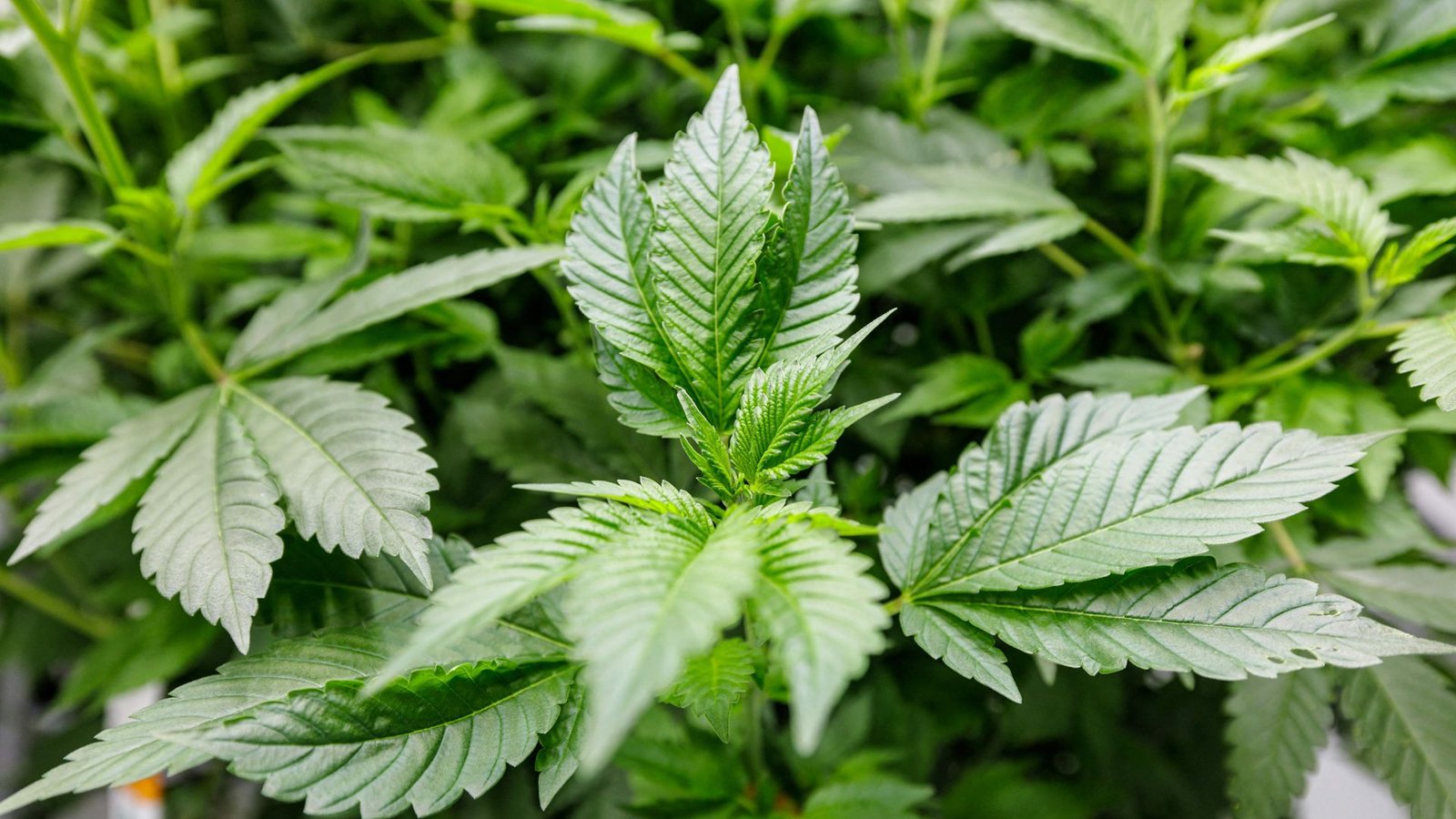 Cannabis soll künftig gemeinschaftlich in Vereinen angebaut werden können, wenn das Gesetz durchgeht. (Symbolbild)Foto: AFP/JENS SCHLUETER Cannabis soll künftig gemeinschaftlich in Vereinen angebaut werden können, wenn das Gesetz durchgeht. (Symbolbild)Foto: AFP/JENS SCHLUETER