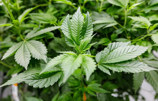 Cannabis soll künftig gemeinschaftlich in Vereinen angebaut werden können, wenn das Gesetz durchgeht. (Symbolbild)<span class='image-autor'>Foto: AFP/JENS SCHLUETER</span>