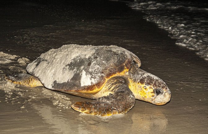 Hilflos wirkende Karettschildkröte am Strand (Symbolbild/Archiv).<span class='image-autor'>Foto: IMAGO/Danita Delimont</span>