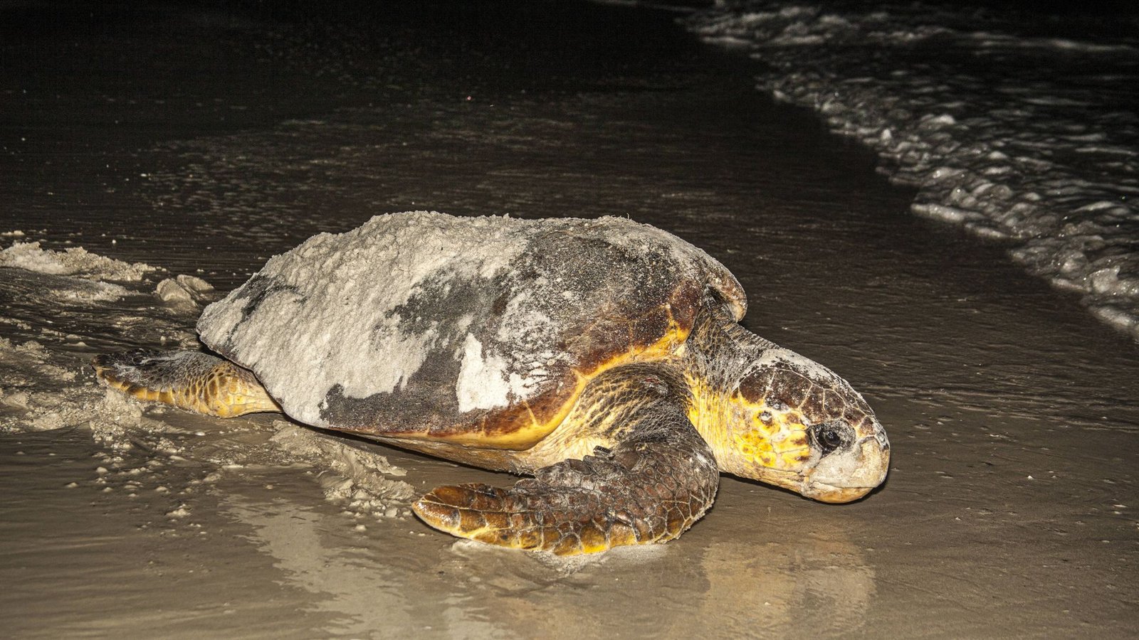 Hilflos wirkende Karettschildkröte am Strand (Symbolbild/Archiv).Foto: IMAGO/Danita Delimont Hilflos wirkende Karettschildkröte am Strand (Symbolbild/Archiv).Foto: IMAGO/Danita Delimont