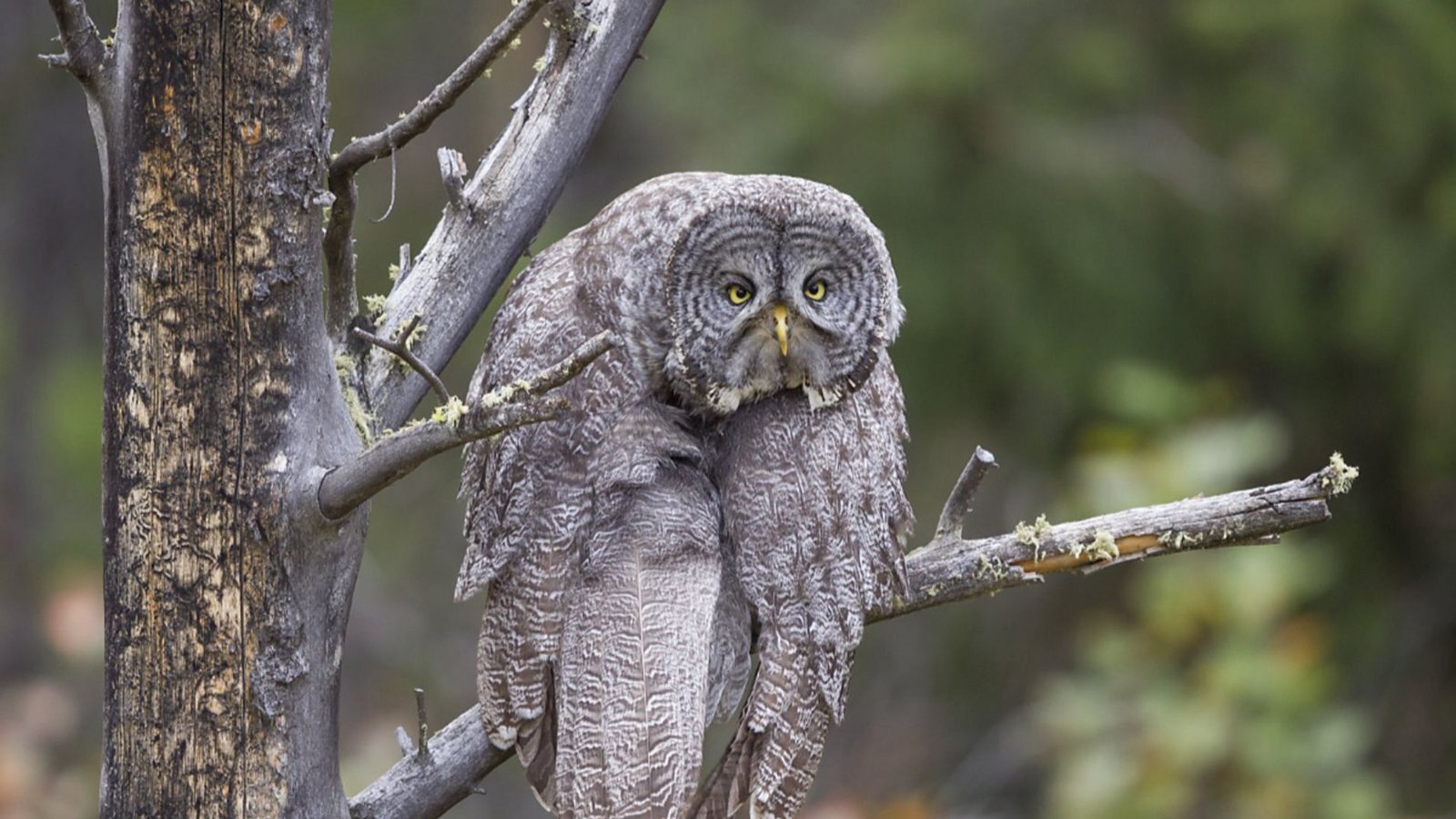 Immer diese Montage: Diese Eule hat gerade offensichtlich einen majestätischen Durchhänger.Foto: Comedy Wildlife Photo Award/John Blumenkamp aus Amerika Immer diese Montage: Diese Eule hat gerade offensichtlich einen majestätischen Durchhänger.Foto: Comedy Wildlife Photo Award/John Blumenkamp aus Amerika