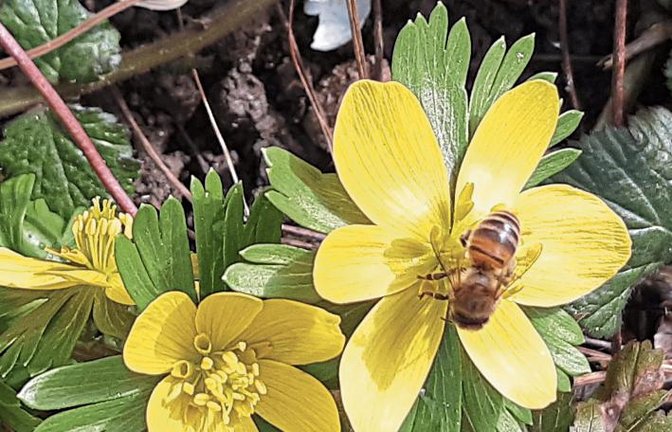 Es ist wohl die Honigbiene, die fliegt und sich am Winterling labt. Foto: Kraft-von Hausen