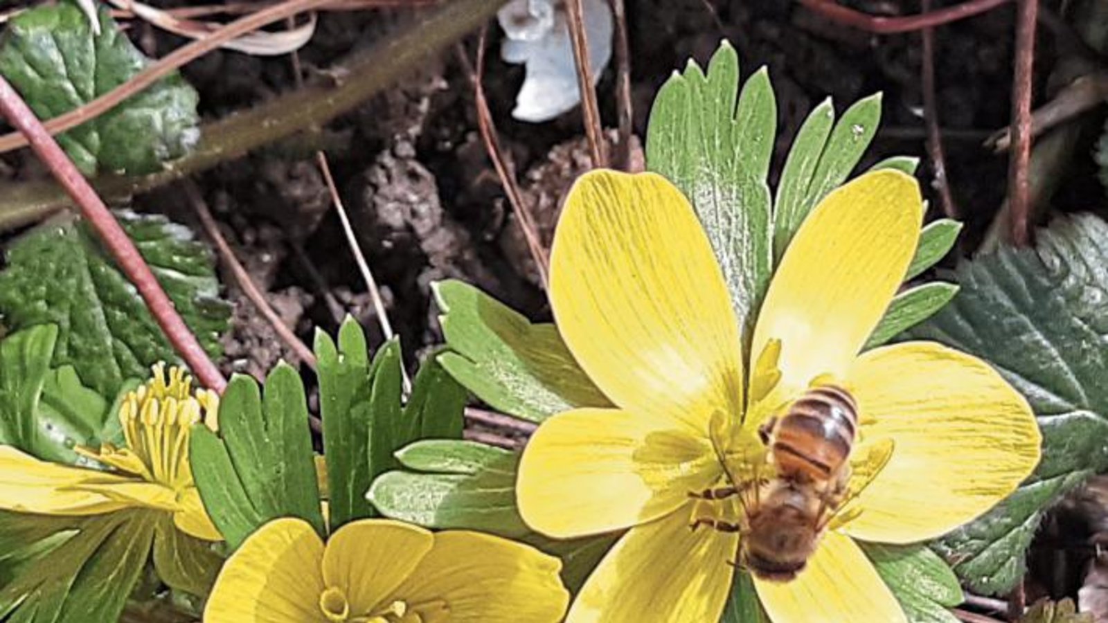 Es ist wohl die Honigbiene, die fliegt und sich am Winterling labt. Foto: Kraft-von Hausen