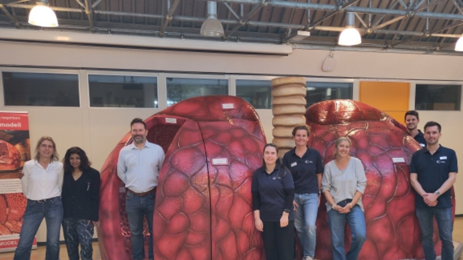 lungenmodell foto ll