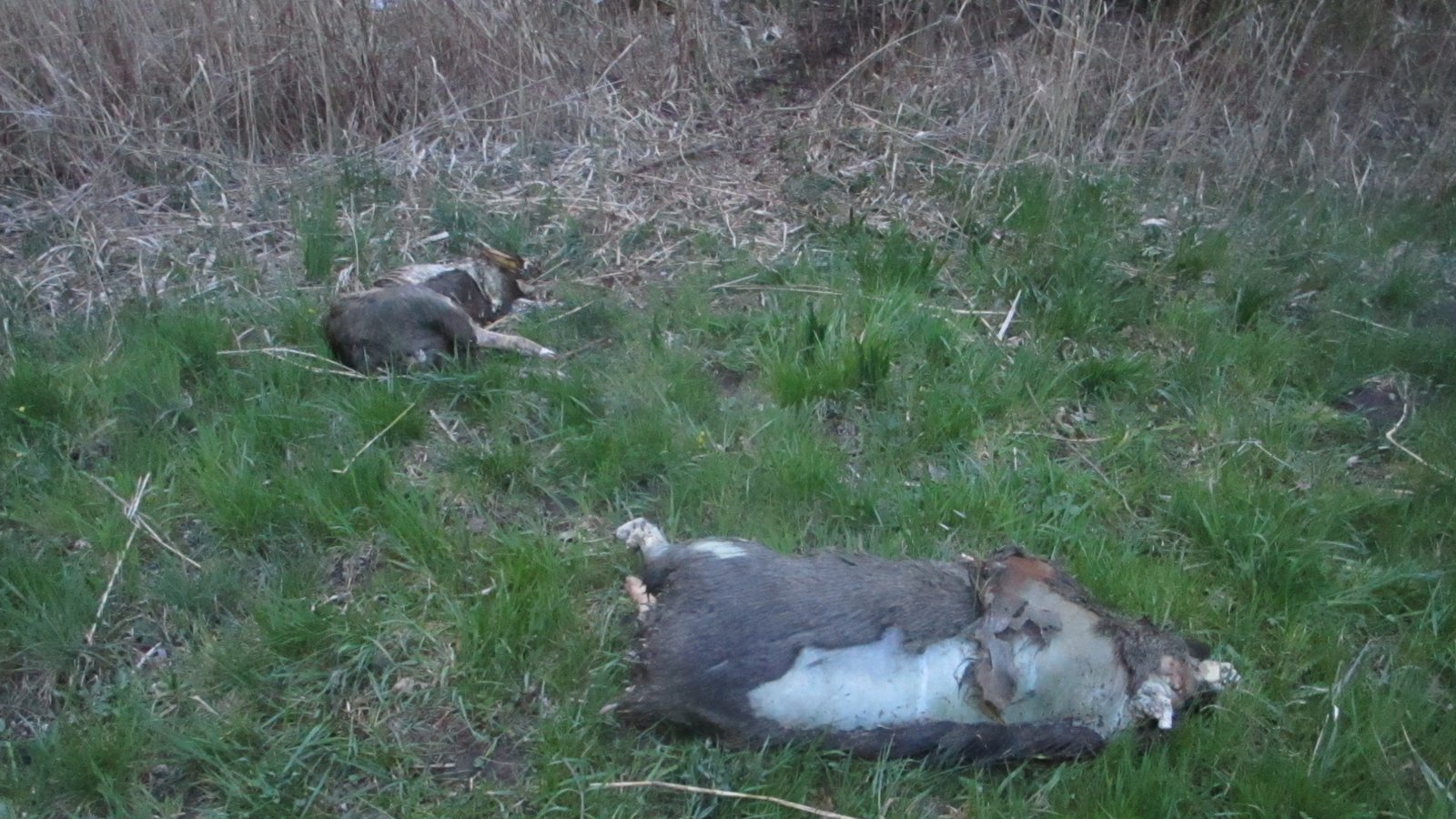 Totes Wildschwein