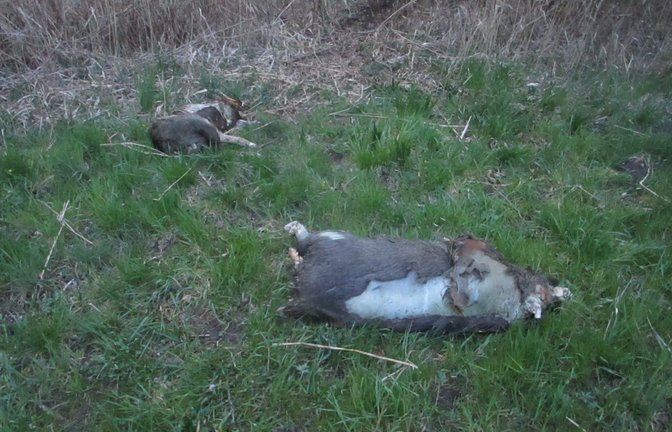 Totes Wildschwein