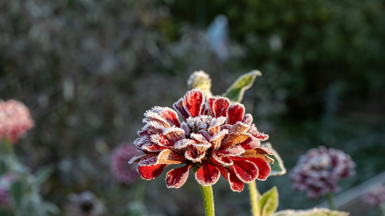 Erfahren Sie, wann 2026 die Frostgefahr endet und wann Sie empfindliche Pflanzen sicher ins Freie stellen können.Foto: Roman Miller / Shutterstock.com Erfahren Sie, wann 2026 die Frostgefahr endet und wann Sie empfindliche Pflanzen sicher ins Freie stellen können.Foto: Roman Miller / Shutterstock.com