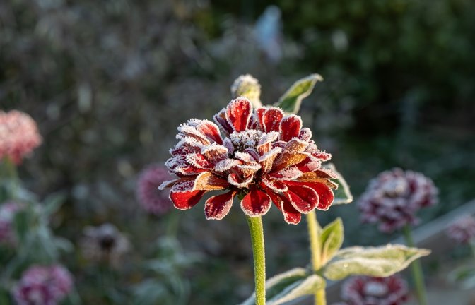 Erfahren Sie, wann 2026 die Frostgefahr endet und wann Sie empfindliche Pflanzen sicher ins Freie stellen können.<span class='image-autor'>Foto: Roman Miller / Shutterstock.com</span>