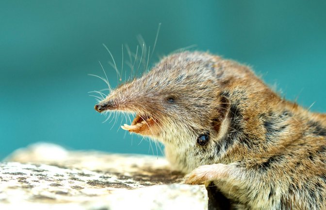 Spitzmäuse können das Virus übertragen (Symbolbild).<span class='image-autor'>Foto: IMAGO/Zoonar</span>