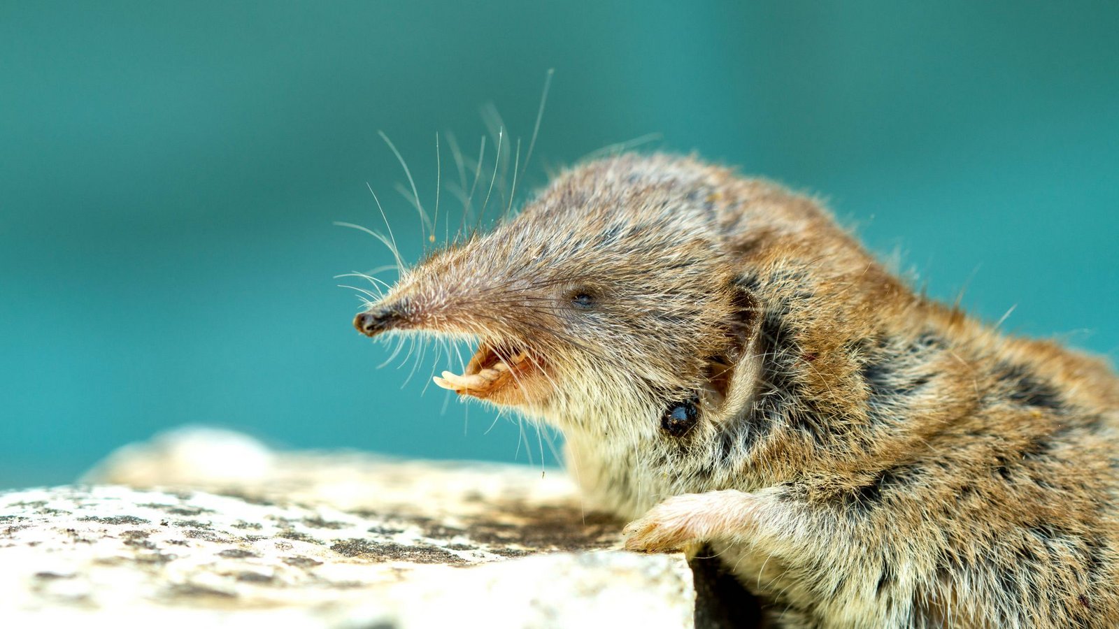 Spitzmäuse können das Virus übertragen (Symbolbild).Foto: IMAGO/Zoonar Spitzmäuse können das Virus übertragen (Symbolbild).Foto: IMAGO/Zoonar