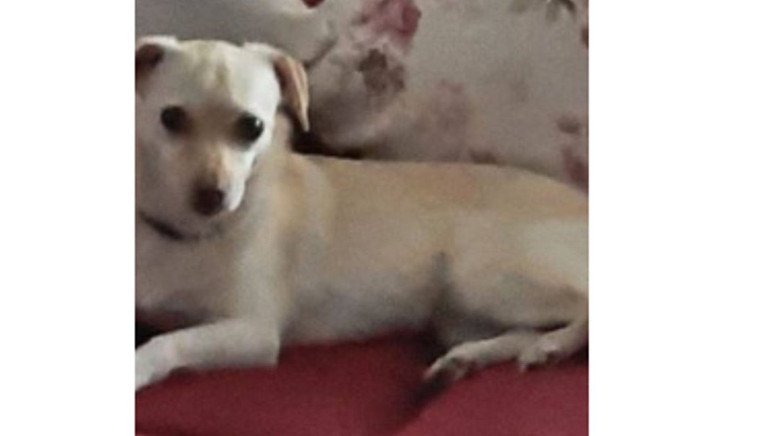 Bei dem Hund der Vermissten handelt es sich um einen weißen Mischling.Foto: Polizeipräsidium Karlsruhe Bei dem Hund der Vermissten handelt es sich um einen weißen Mischling.Foto: Polizeipräsidium Karlsruhe