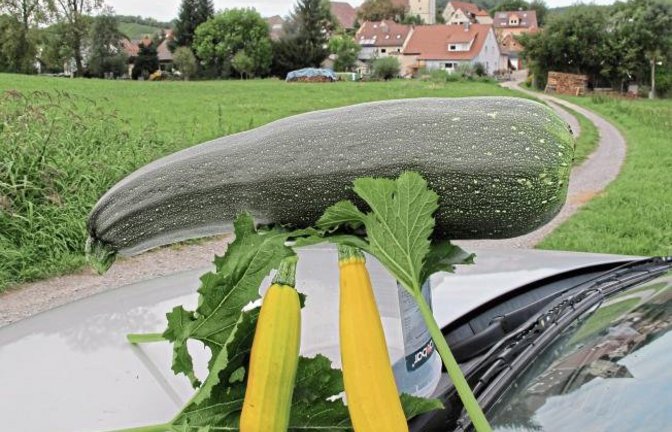 Eine große Auswahl an Zucchini – fotografiert in Häfnerhaslach. Foto: Lorch