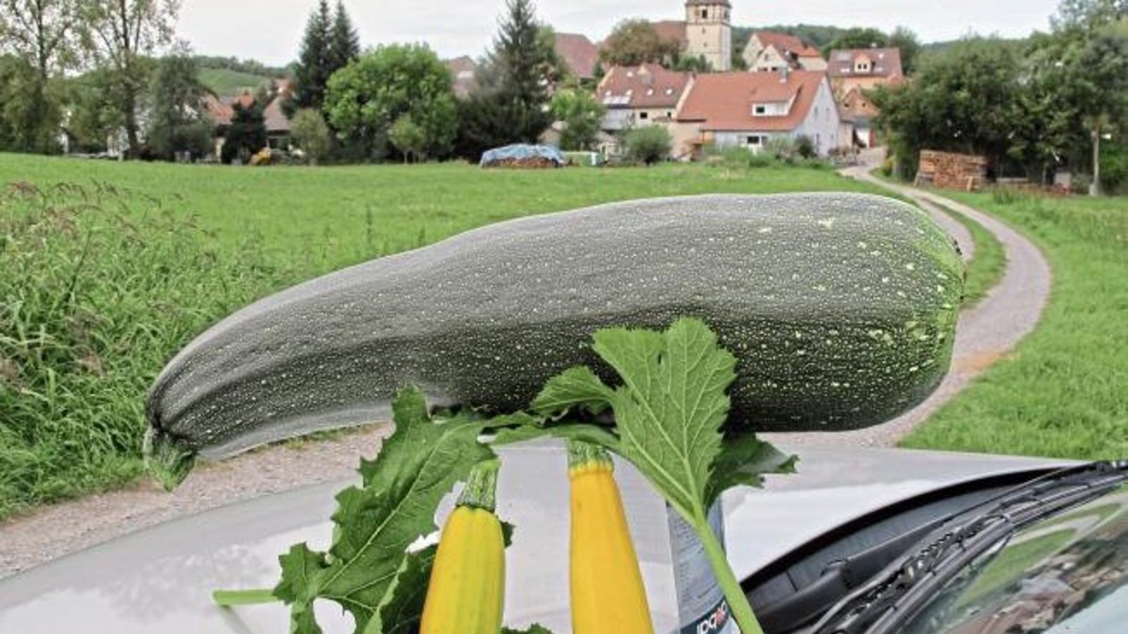 Eine große Auswahl an Zucchini – fotografiert in Häfnerhaslach. Foto: Lorch
