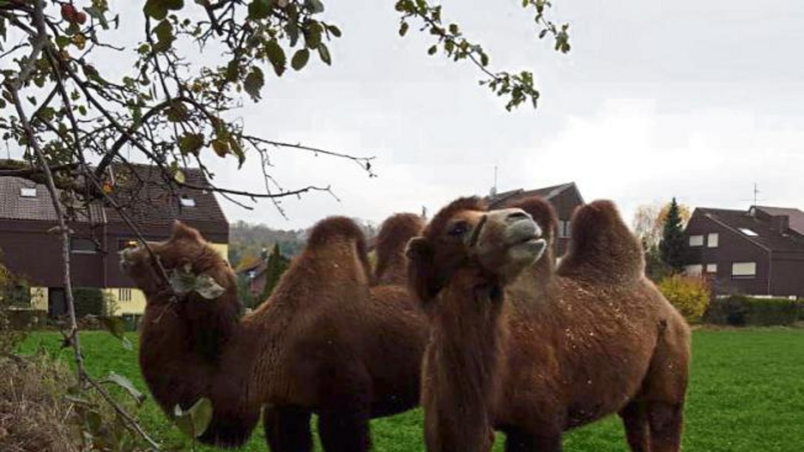 Da staunte unser Leser Herbert Schuh aus Hochdorf nicht schlecht: Am Samstag standen plötzlich zwei Kamele (und zwei Kühe) in seinem Garten und ließen sich die am Boden liegenden Äpfel schmecken. Ausbgebüxt waren die Tiere aus einem Zirkus, der in Hochdorf überwintert.