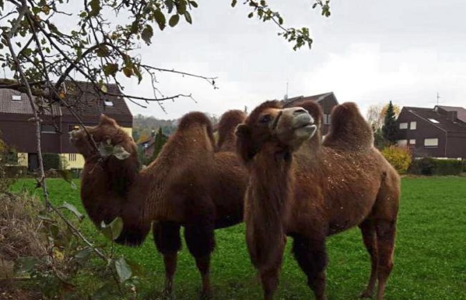Da staunte unser Leser Herbert Schuh aus Hochdorf nicht schlecht: Am Samstag standen plötzlich zwei Kamele (und zwei Kühe) in seinem Garten und ließen sich die am Boden liegenden Äpfel schmecken. Ausbgebüxt waren die Tiere aus einem Zirkus, der in Hochdorf überwintert.