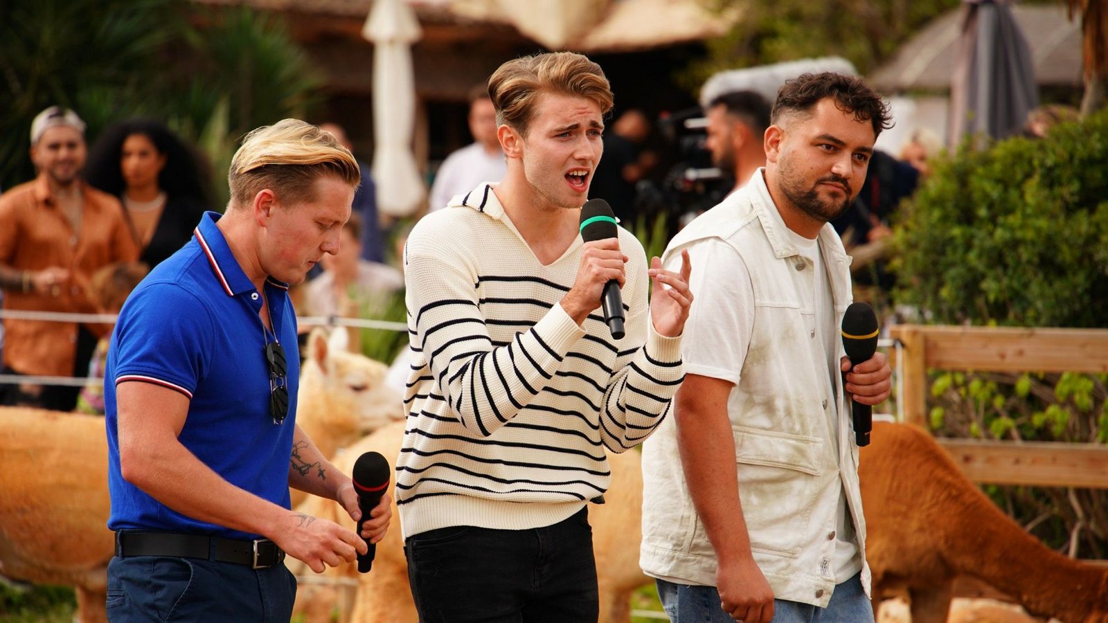 Auch die Alpakas dürfen den Gesangskünsten der Kandidaten lauschen.Foto: RTL / Stefan Gregorowius Auch die Alpakas dürfen den Gesangskünsten der Kandidaten lauschen.Foto: RTL / Stefan Gregorowius