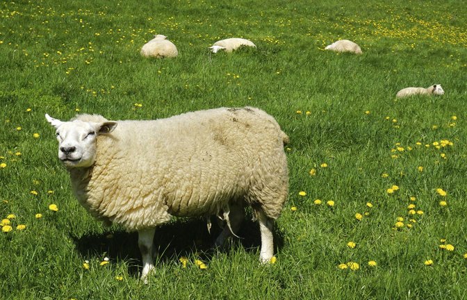 Das getötete Schaf war mit einer Herde von 17 Schafen auf der Weide (Symbolbild).<span class='image-autor'>Foto: imago/imagebroker</span>