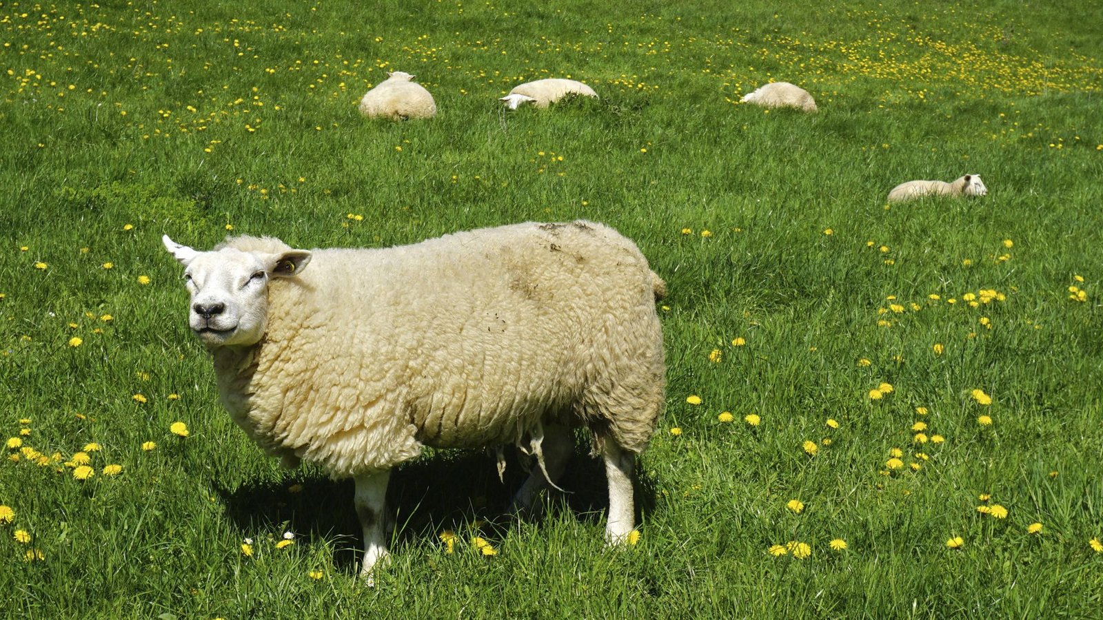 Das getötete Schaf war mit einer Herde von 17 Schafen auf der Weide (Symbolbild).Foto: imago/imagebroker