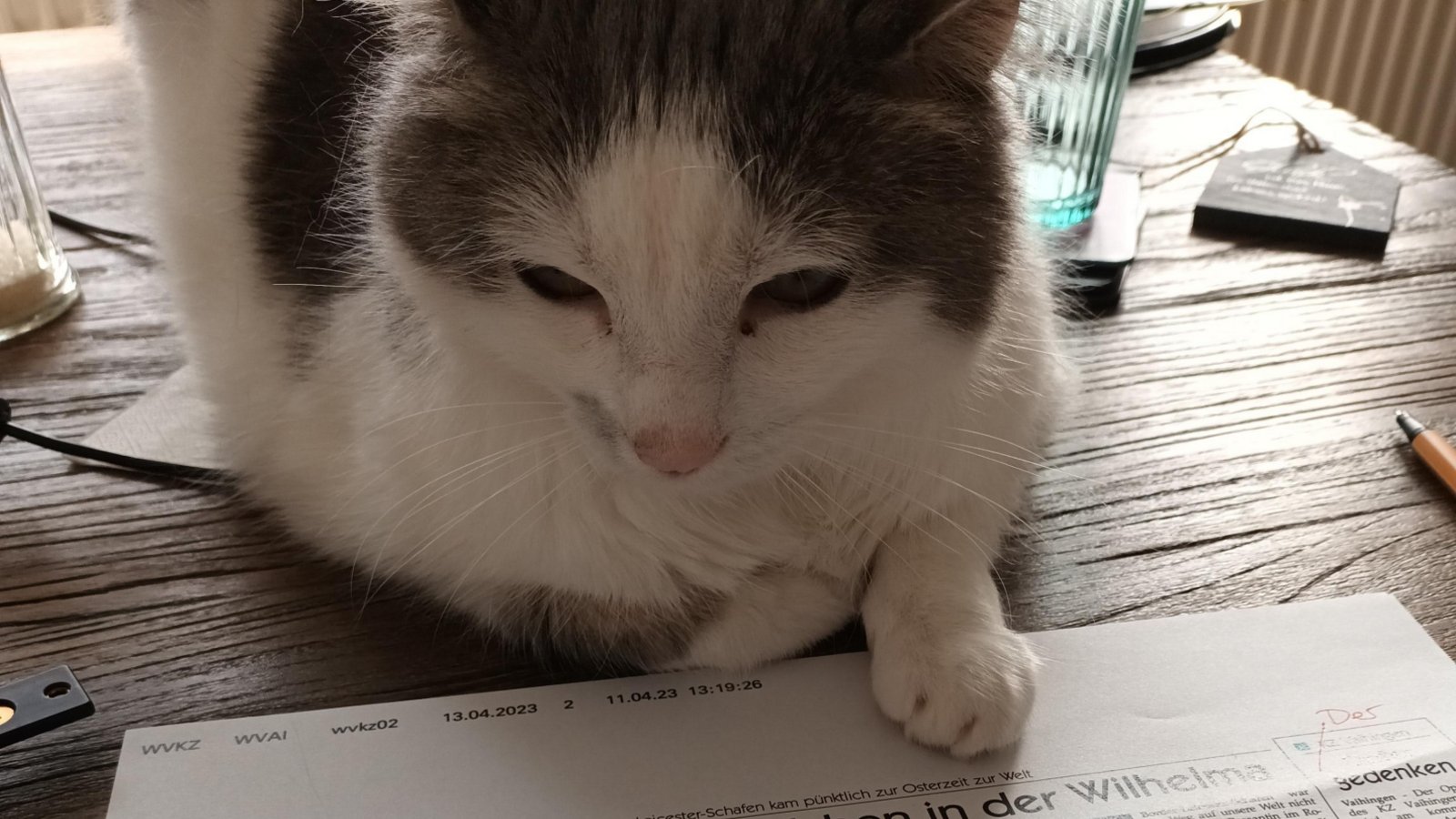 Kollegin Luna liest begeistert den Wochenblatt-Artikel über die neugeborenen Lämmchen in der Wilhelma Korrektur. Foto: Kniep Kollegin Luna liest begeistert den Wochenblatt-Artikel über die neugeborenen Lämmchen in der Wilhelma Korrektur. Foto: Kniep