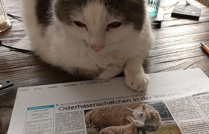 Kollegin Luna liest begeistert den Wochenblatt-Artikel über die neugeborenen Lämmchen in der Wilhelma Korrektur.  <span class='image-autor'>Foto: Kniep</span>