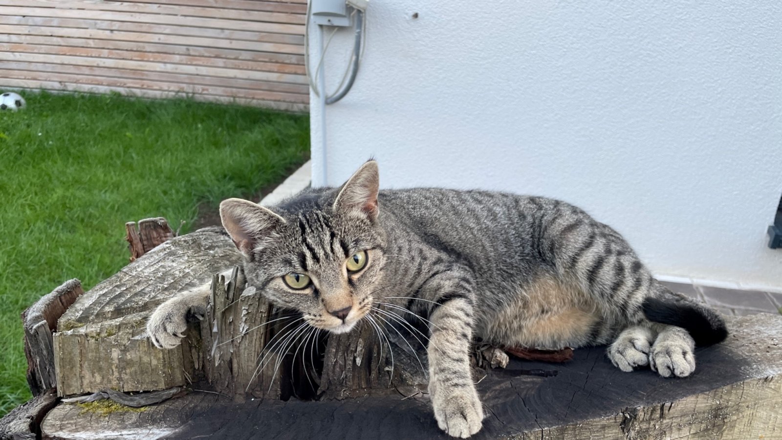 „Katze müsste man sein“, schreibt Klaus-Peter Hilgers zu seinem Foto dieses beneidenswert entspannten Stubentigers. „Katze müsste man sein“, schreibt Klaus-Peter Hilgers zu seinem Foto dieses beneidenswert entspannten Stubentigers.