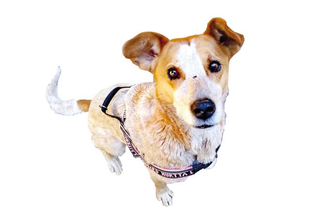 Hund Cara Hundesteuer  Foto: Dittrich