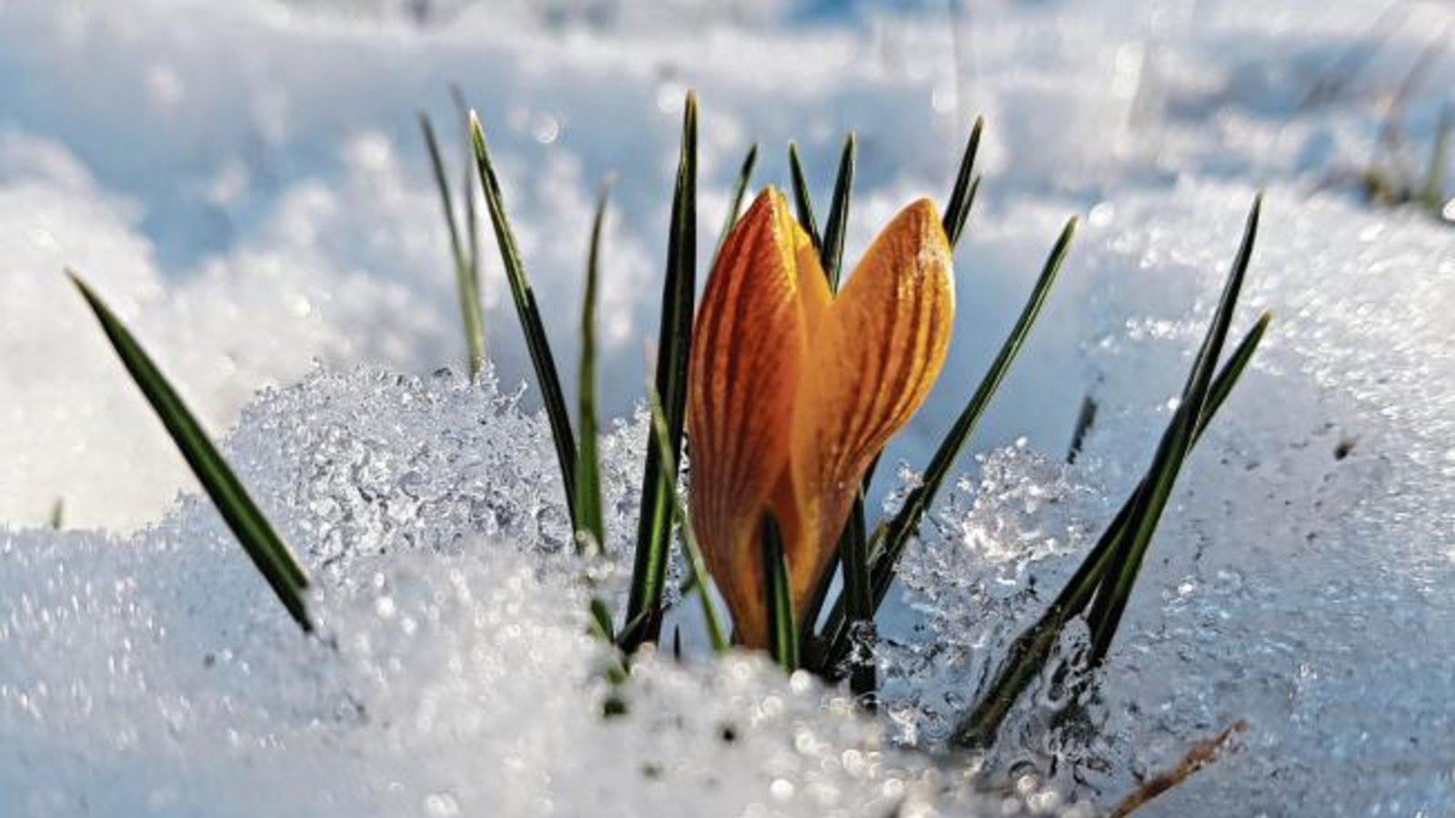 „Bald geschafft, der Frühling lässt grüßen“, schreibt Martin Janson aus Enzweihingen.