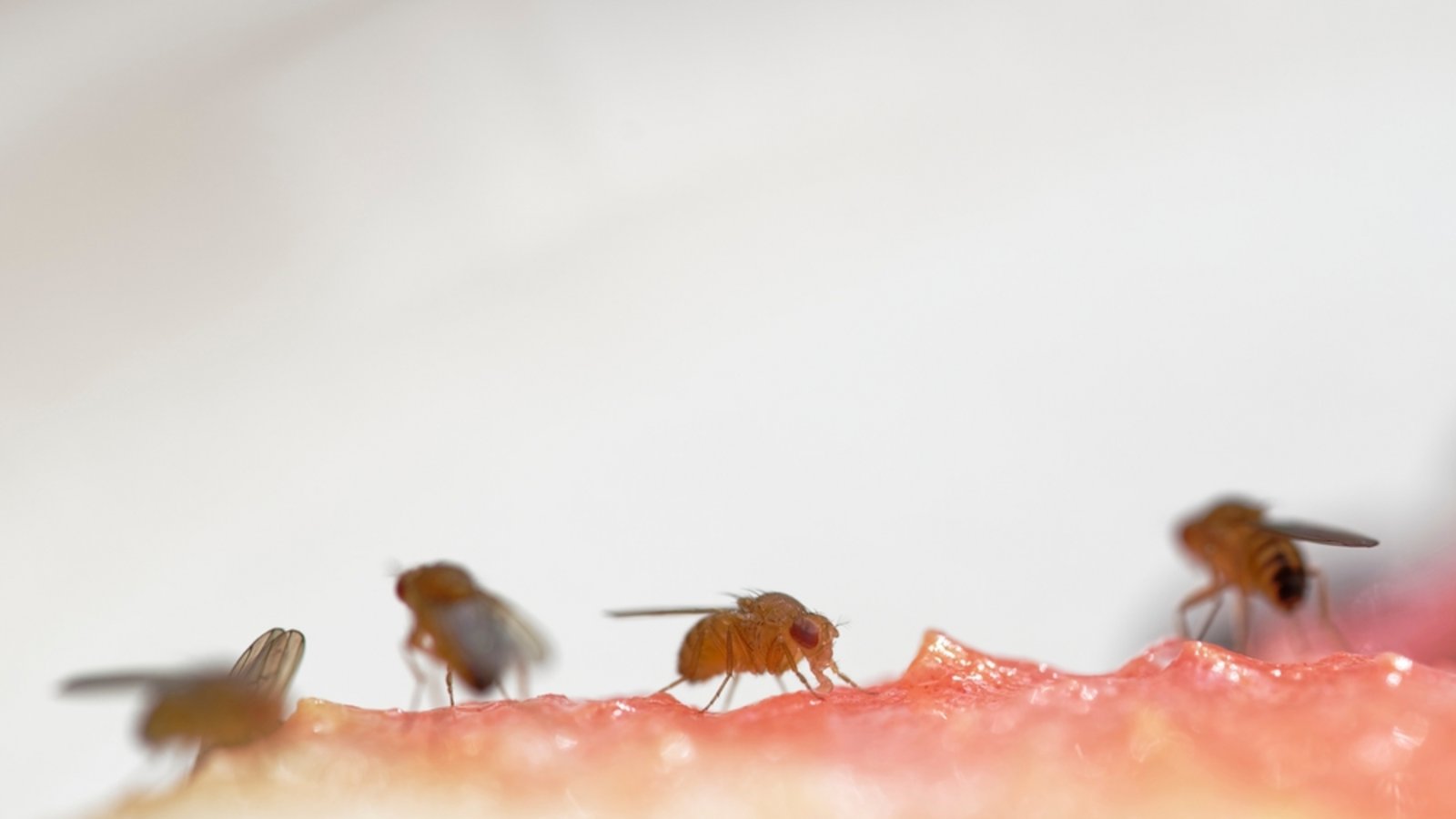 Diese beiden Hausmittel reichen oft schon.Foto: Anne Webber / shutterstock.com Diese beiden Hausmittel reichen oft schon.Foto: Anne Webber / shutterstock.com