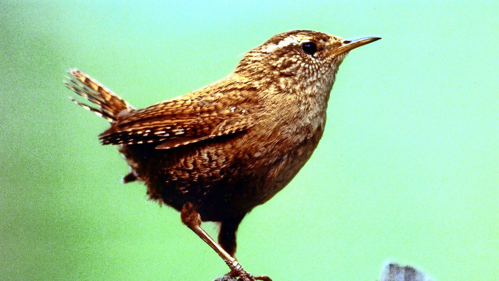 Zaunkönig (Troglodytes troglodytes).Foto: dpa Zaunkönig (Troglodytes troglodytes).Foto: dpa
