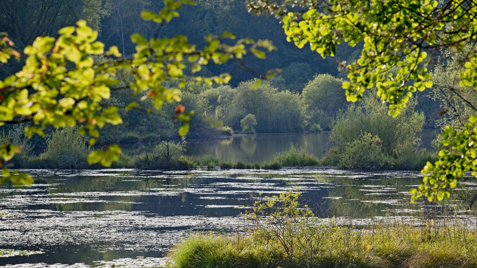 Das Dingelsdorfer Ried ist ein 25,36 Hektar großes Naturschutzgebiet südwestlich des Konstanzer Ortsteils Dingelsdorf.Foto: imago/bodenseebilder.de Das Dingelsdorfer Ried ist ein 25,36 Hektar großes Naturschutzgebiet südwestlich des Konstanzer Ortsteils Dingelsdorf.Foto: imago/bodenseebilder.de