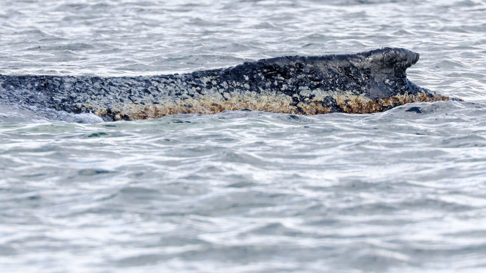 Für den Wal scheint es keine Hoffnung mehr zu geben. (Archivbild)Foto: Bodo Marks/dpa