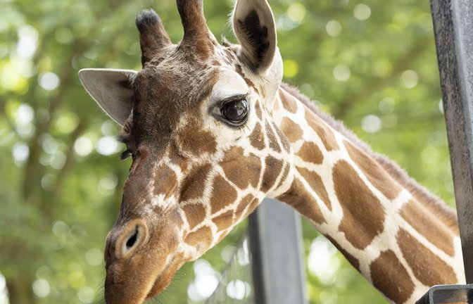 Ein leer stehendes Gehege bei den Raubtieren bekommt bald einen Bewohner: einen Leoparden.<span class='image-autor'>Foto: Lichtgut</span>