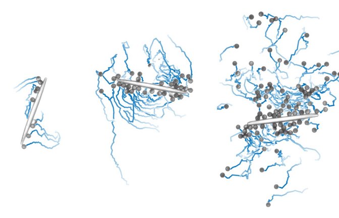 Ein Algorithmus für maschinelles Lernen ermöglicht es Mikrorobotern (grau, mit blauen Bewegungsspuren), gemeinsam ein längliches Objekt zu bewegen. Dies ist in Gruppen mit unterschiedlich vielen Mikrorobotern möglich..<span class='image-autor'>Foto: Veit-Lorenz Heuthe, AG Bechinger/Universität Konstanz</span>