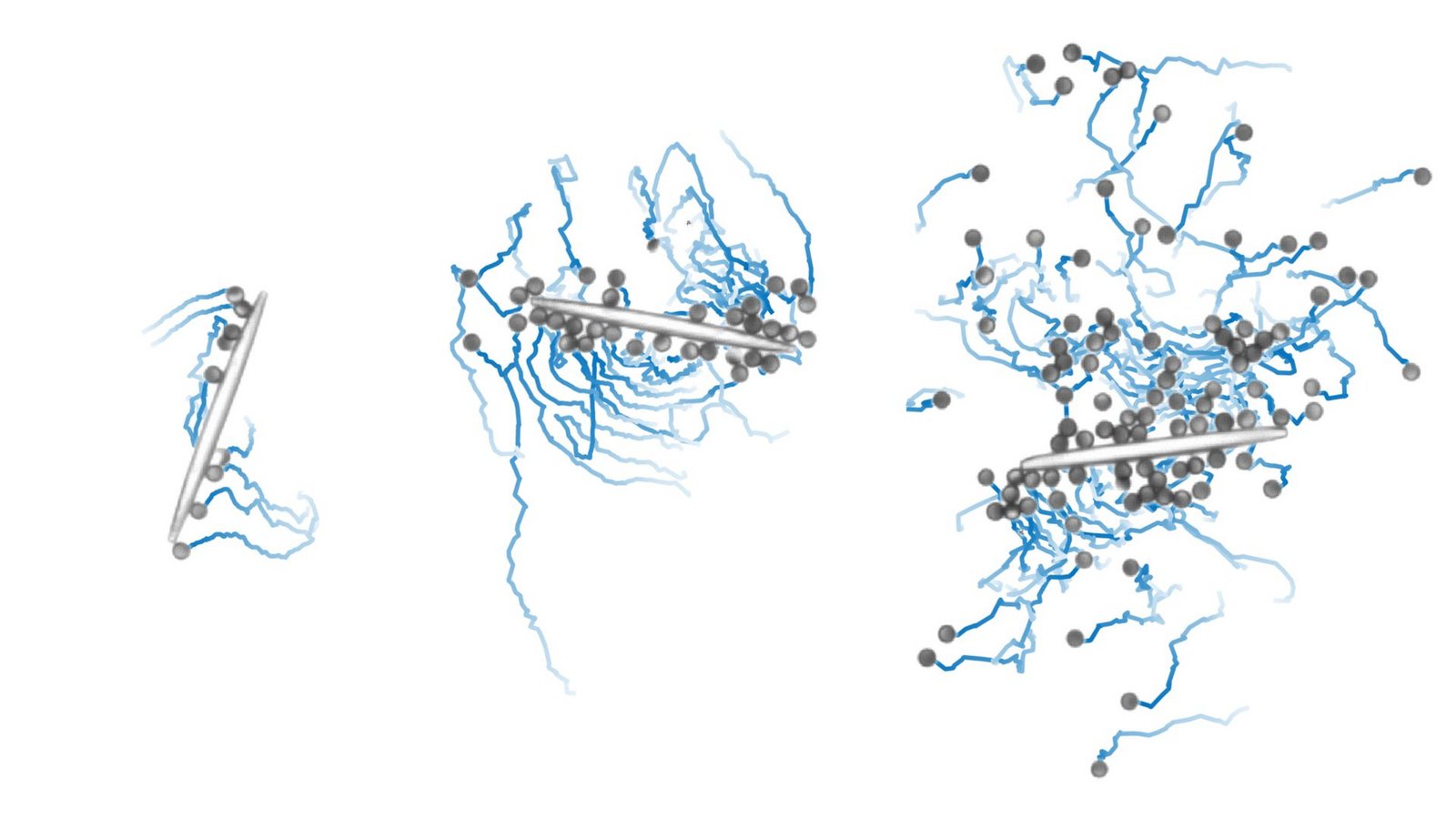 Ein Algorithmus für maschinelles Lernen ermöglicht es Mikrorobotern (grau, mit blauen Bewegungsspuren), gemeinsam ein längliches Objekt zu bewegen. Dies ist in Gruppen mit unterschiedlich vielen Mikrorobotern möglich..Foto: Veit-Lorenz Heuthe, AG Bechinger/Universität Konstanz Ein Algorithmus für maschinelles Lernen ermöglicht es Mikrorobotern (grau, mit blauen Bewegungsspuren), gemeinsam ein längliches Objekt zu bewegen. Dies ist in Gruppen mit unterschiedlich vielen Mikrorobotern möglich..Foto: Veit-Lorenz Heuthe, AG Bechinger/Universität Konstanz