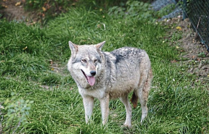 So ähnlich wie der Wolf hier im Bild soll auch das Tier ausgesehen haben, das in Sersheim unterwegs gewesen sein soll. Foto: pixelio.de