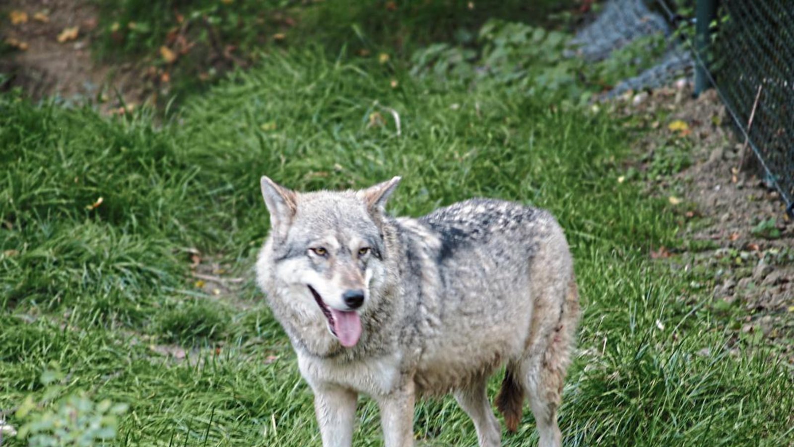 So ähnlich wie der Wolf hier im Bild soll auch das Tier ausgesehen haben, das in Sersheim unterwegs gewesen sein soll. Foto: pixelio.de So ähnlich wie der Wolf hier im Bild soll auch das Tier ausgesehen haben, das in Sersheim unterwegs gewesen sein soll. Foto: pixelio.de