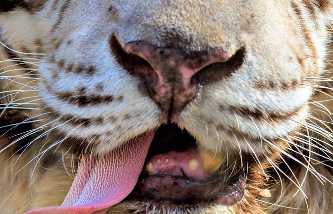 Gewaltige Raubkatzen: Tiger faszinieren viele Menschen.<span class='image-autor'>Foto: imago/Danita Delimont</span>