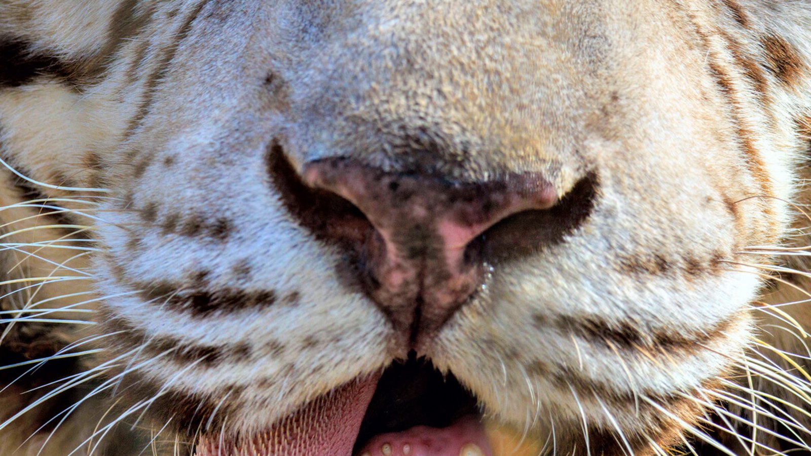 Gewaltige Raubkatzen: Tiger faszinieren viele Menschen.Foto: imago/Danita Delimont Gewaltige Raubkatzen: Tiger faszinieren viele Menschen.Foto: imago/Danita Delimont