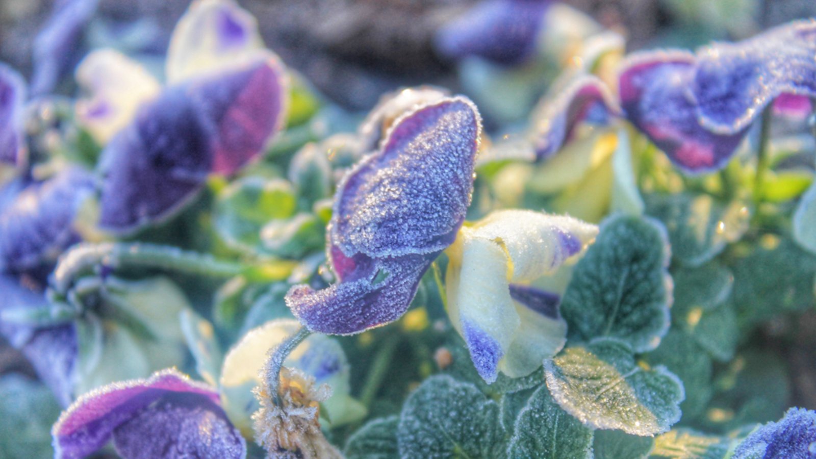 Warum der Mai mit Sommerhitze startet und dann plötzlich Bodenfrost droht. Was die aktuelle Wetterlage für die Eisheiligen bedeutet.Foto: Martha Almeyda / Shutterstock.com Warum der Mai mit Sommerhitze startet und dann plötzlich Bodenfrost droht. Was die aktuelle Wetterlage für die Eisheiligen bedeutet.Foto: Martha Almeyda / Shutterstock.com