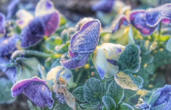Warum der Mai mit Sommerhitze startet und dann plötzlich Bodenfrost droht. Was die aktuelle Wetterlage für die Eisheiligen bedeutet.<span class='image-autor'>Foto: Martha Almeyda / Shutterstock.com</span>
