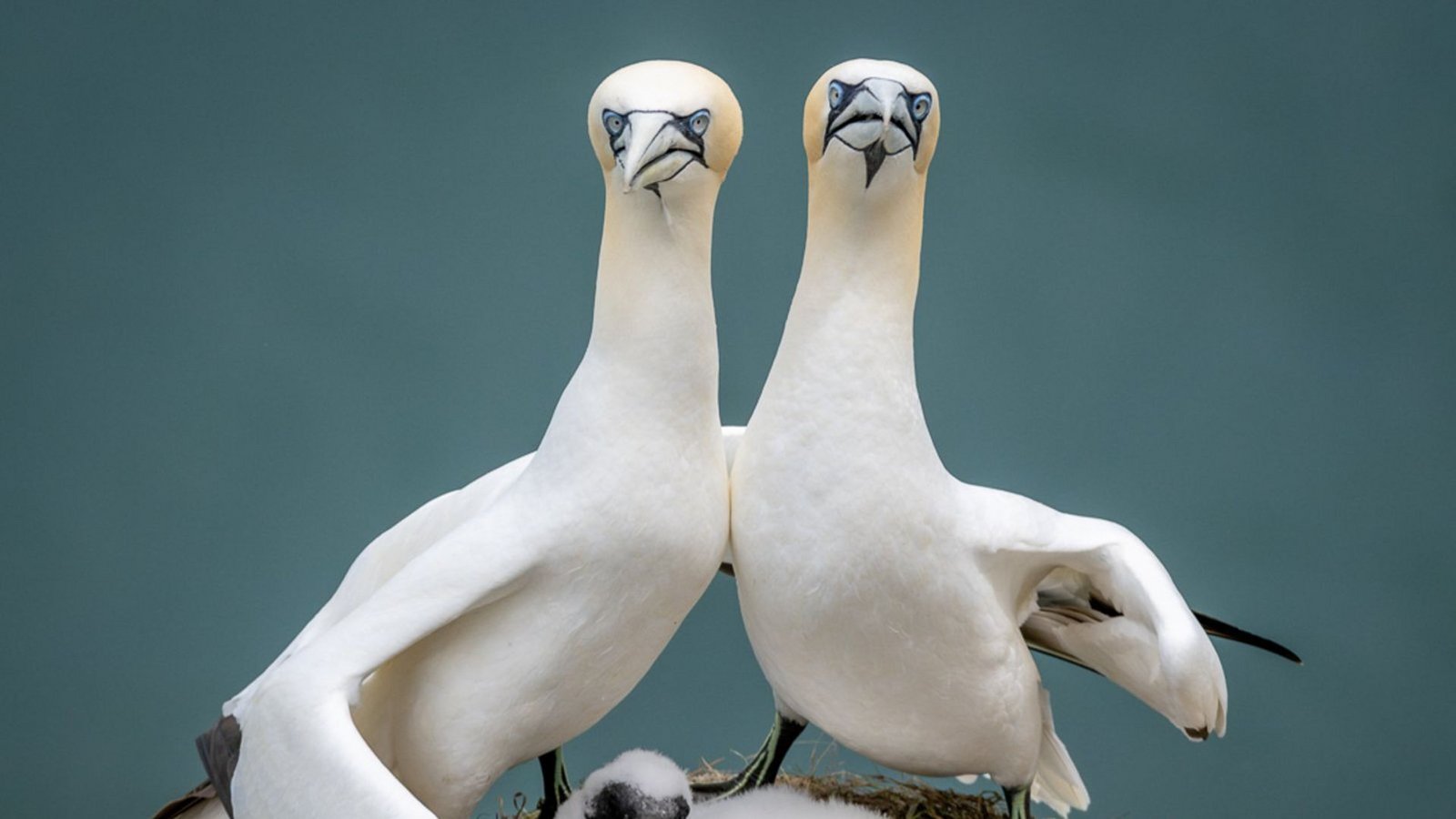 Wir drei gegen den Rest der Welt: Mit diesem Seemöwen-Elternpaar möchte sich vermutlich niemand anlegen.Foto: Comedy Wildlife Photo Award/Zoe Ashdown aus Großbritannien Wir drei gegen den Rest der Welt: Mit diesem Seemöwen-Elternpaar möchte sich vermutlich niemand anlegen.Foto: Comedy Wildlife Photo Award/Zoe Ashdown aus Großbritannien