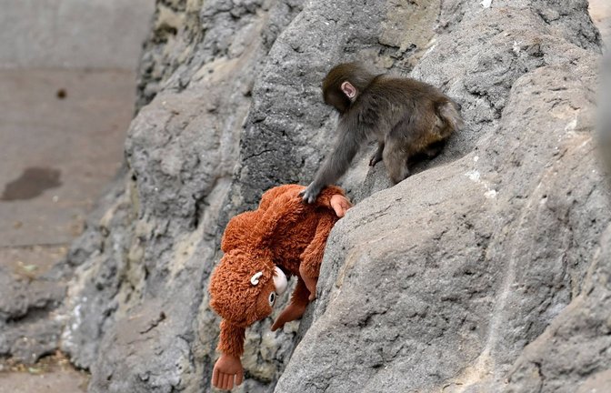 Der Affe Punch ging mit seinem Kuscheltier im Netz viral (Archivbild).<span class='image-autor'>Foto: IMAGO/Anadolu Agency/IMAGO/David Mareuil</span>