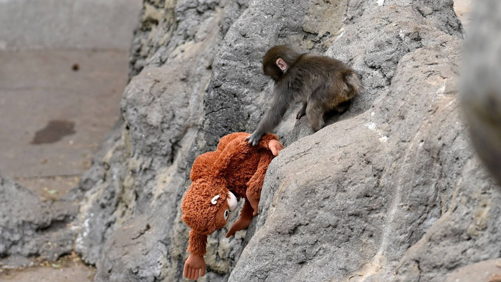 Der Affe Punch ging mit seinem Kuscheltier im Netz viral (Archivbild).Foto: IMAGO/Anadolu Agency/IMAGO/David Mareuil Der Affe Punch ging mit seinem Kuscheltier im Netz viral (Archivbild).Foto: IMAGO/Anadolu Agency/IMAGO/David Mareuil