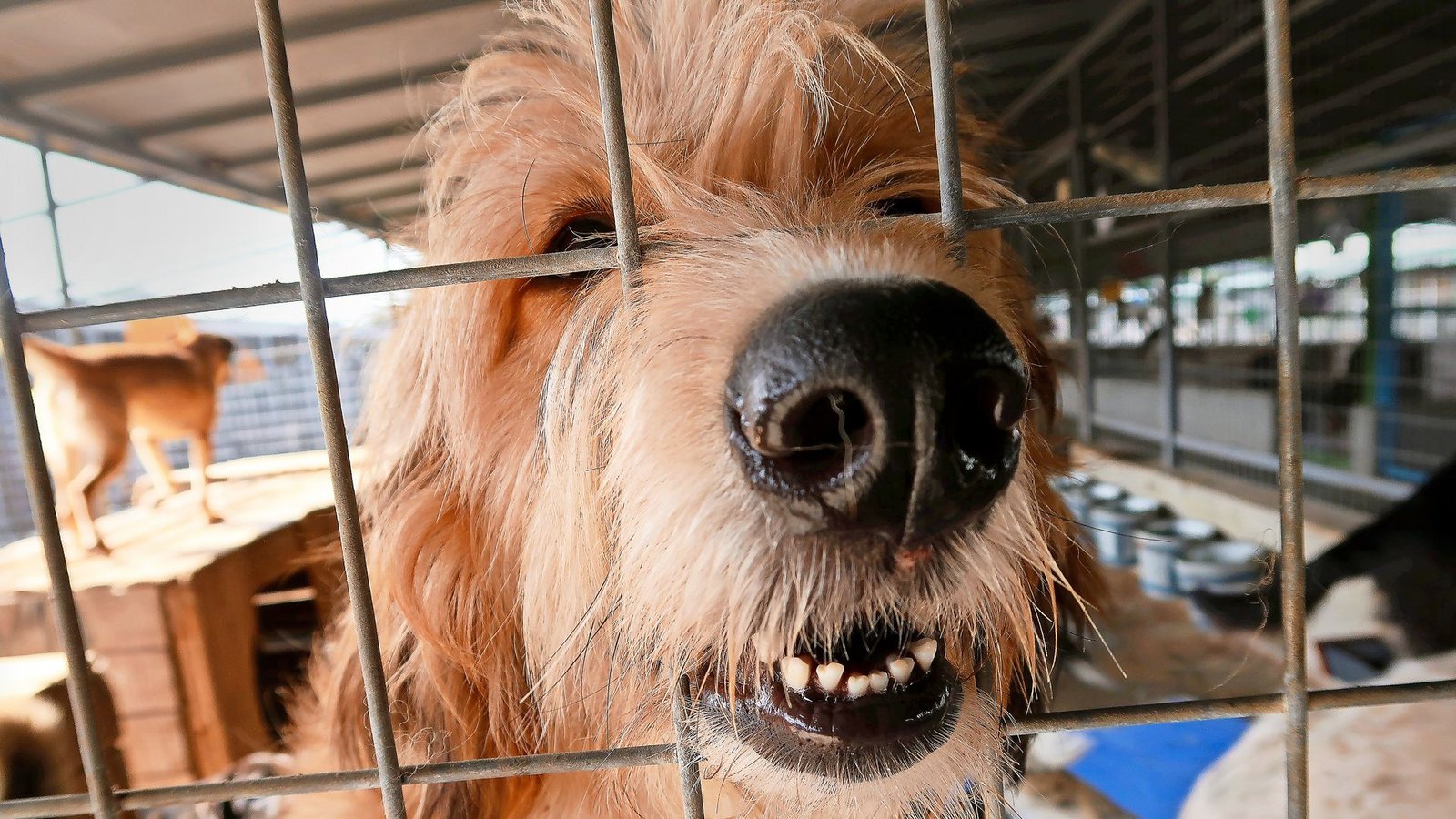 Im Tierheim Smeura in Rumänien leben über 6000 Hunde. Alle davon hoffen auf ein liebevolles Zuhause.Foto: Steve Przybilla Im Tierheim Smeura in Rumänien leben über 6000 Hunde. Alle davon hoffen auf ein liebevolles Zuhause.Foto: Steve Przybilla