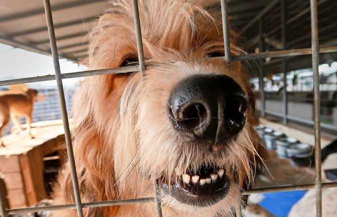 Im Tierheim  Smeura in Rumänien leben über 6000  Hunde. Alle  davon hoffen  auf ein liebevolles Zuhause.<span class='image-autor'>Foto: Steve Przybilla</span>