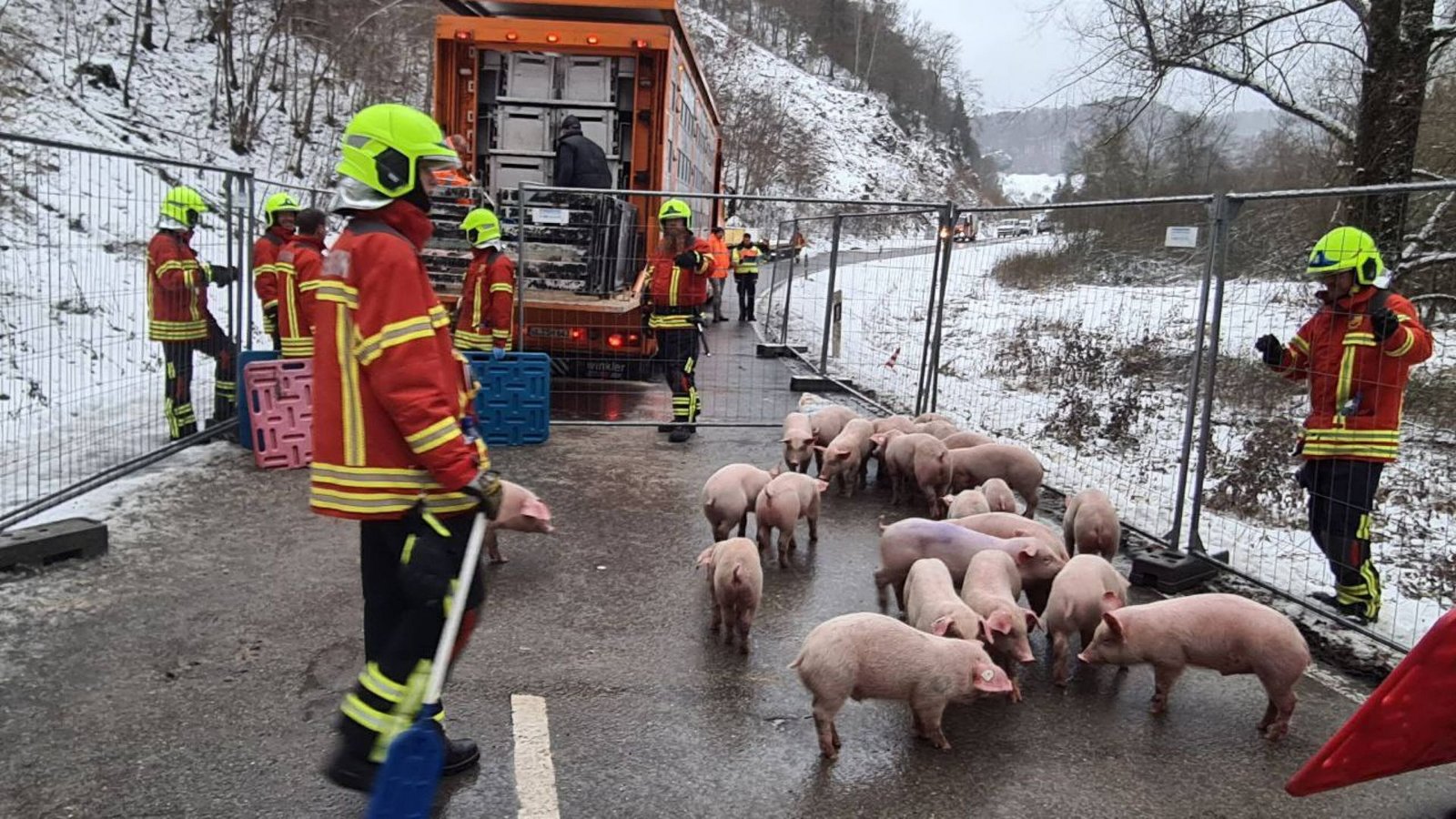 Einige Ferkel haben überlebt, ...Foto: 7aktuell.de/Oskar Eyb Einige Ferkel haben überlebt, ...Foto: 7aktuell.de/Oskar Eyb